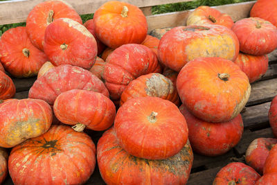 Pumpkins on the field in the countryside