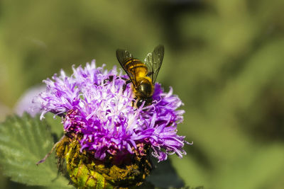 Close-up of butterfly pollinating on purple flower