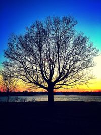 Silhouette of bare trees against sunset