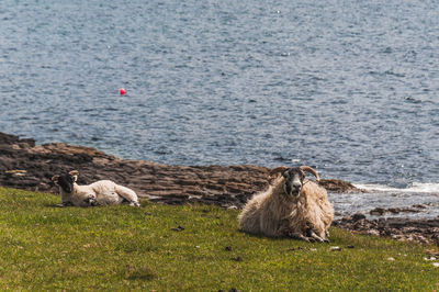 Blackface sheep lying on the lawn facing the sea in the isle of skye, scotland