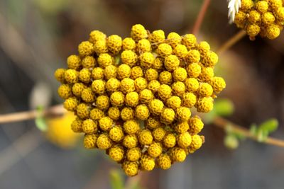 Close-up of fresh green leaf