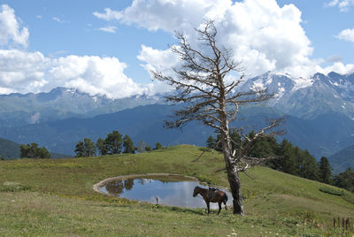 View of horse on landscape against cloudy sky