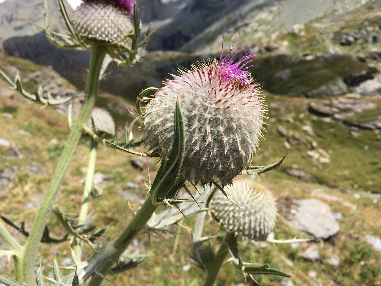 CLOSE-UP OF WILDFLOWERS