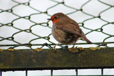 Close-up of bird perching on chainlink fence