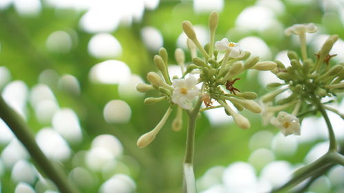 Close-up of white flowering plant