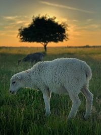 Sheep in a field