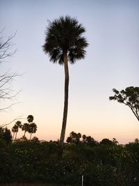 Low angle view of silhouette palm trees against sky