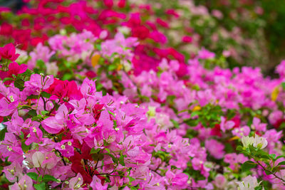 Close-up of pink flowering plants