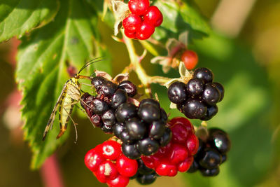 Close-up of cherries on tree