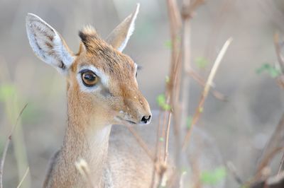 Close-up of fawn by plants