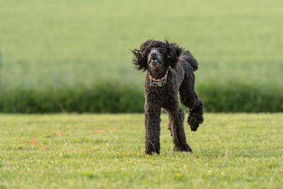 Portrait of dog running on field