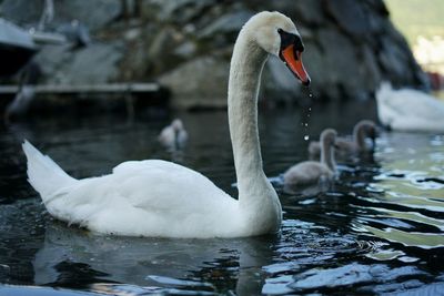 Swans and cygnets swimming in lake