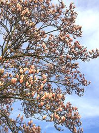 Low angle view of tree