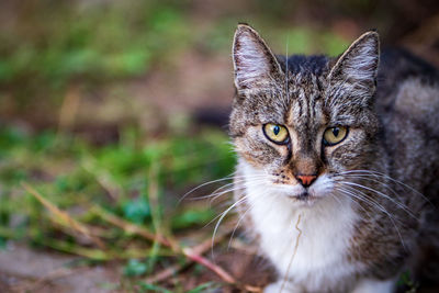 Portrait of tabby cat on field