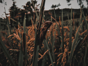 Close-up of dry plants on field