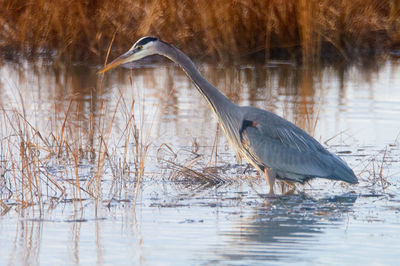 Side view of a bird in water