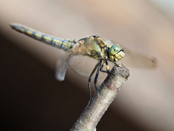 Close-up of dragonfly