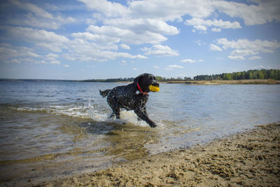 Dog running on beach