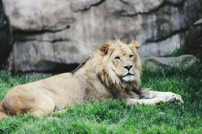 Lion resting in a zoo