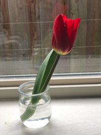 Close-up of red flower in glass vase on table