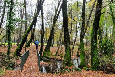 Rear view of man standing by trees in forest