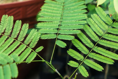 Close-up of fern leaves