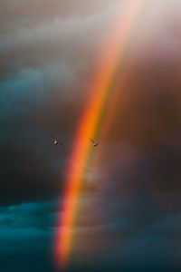 Birds flying against rainbow in sky