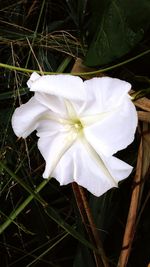 Close-up of white flower