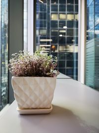 Close-up of potted plant on table by window