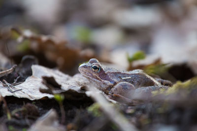 Frog on plants