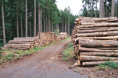 Stack of logs on dirt road in forest