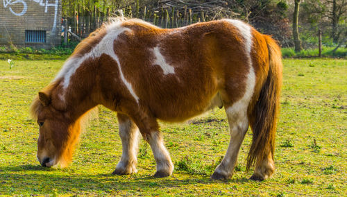 Horse grazing in a field