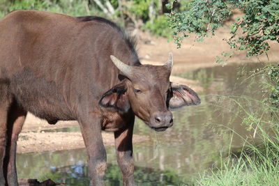 Horse standing in a field