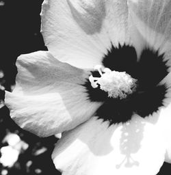 Close-up of flower blooming outdoors