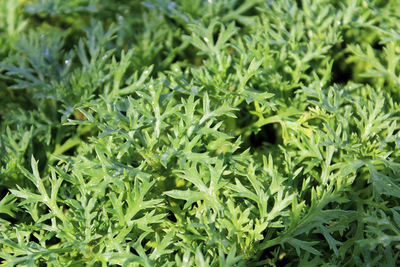 Macro view of seedling leaves on a grandaisy