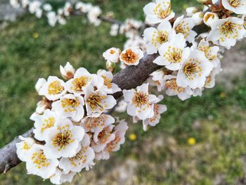 Close-up of white cherry blossoms in spring