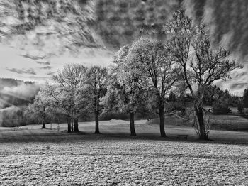 Trees against sky