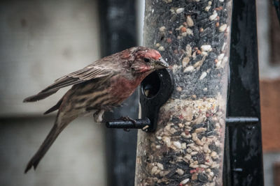 Close-up of bird perching