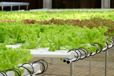 Close-up of fresh vegetables in greenhouse