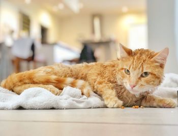 Portrait of cat lying down at home