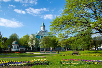 Trees in park