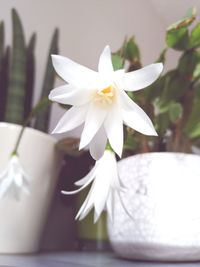 Close-up of white flowering plant