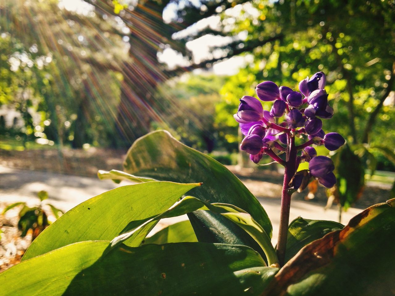 flower, growth, leaf, freshness, fragility, petal, focus on foreground, plant, close-up, beauty in nature, purple, nature, flower head, blooming, green color, in bloom, park - man made space, outdoors, day, sunlight