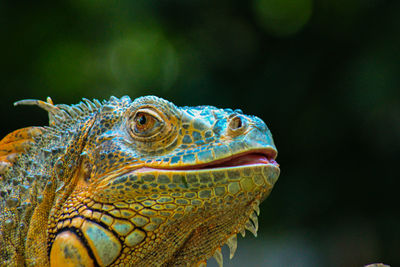 Close-up of a lizard