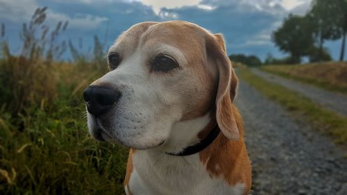 Close-up of dog looking away