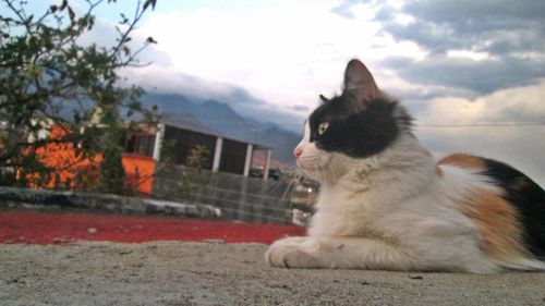 Cat looking away while sitting against sky