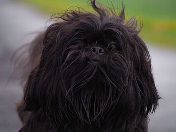 Close-up portrait of a dog