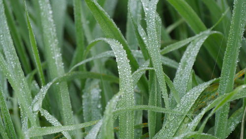 Full frame shot of wet plant