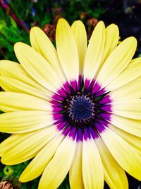 Close-up of yellow flower