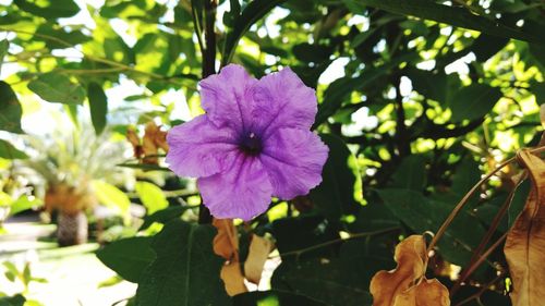 Close-up of purple flower blooming outdoors